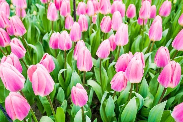 Барвисті тюльпани, що цвітуть на фоні — стокове фото