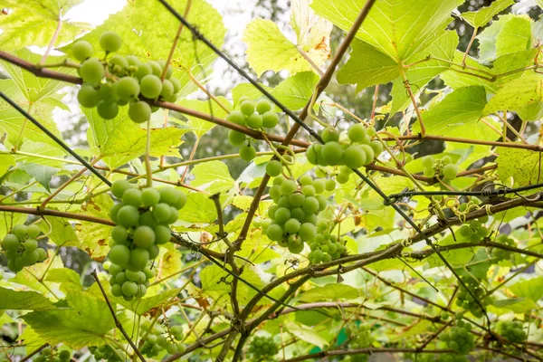 Uvas en el árbol en el viñedo a la luz del sol — Foto de Stock