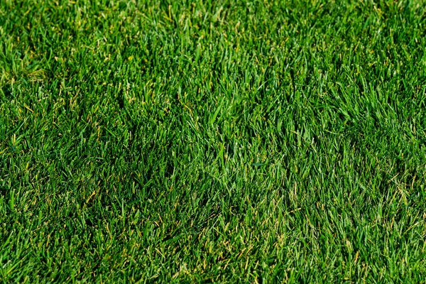 Fundo de uma grama verde. Textura de grama verde — Fotografia de Stock