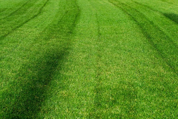 Achtergrond van een groen gras. Groene gras textuur — Stockfoto