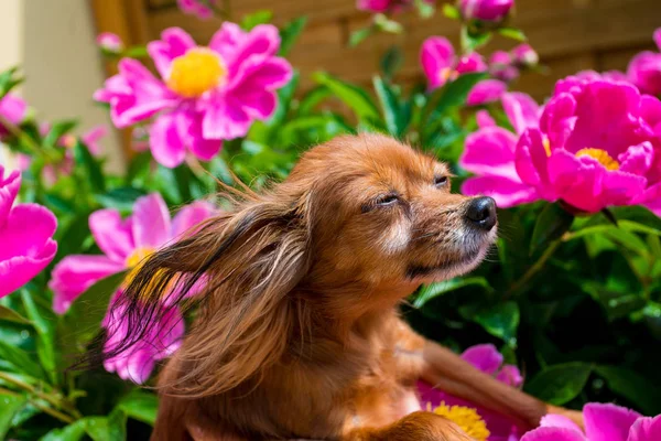 Счастливая собака на солнце — стоковое фото