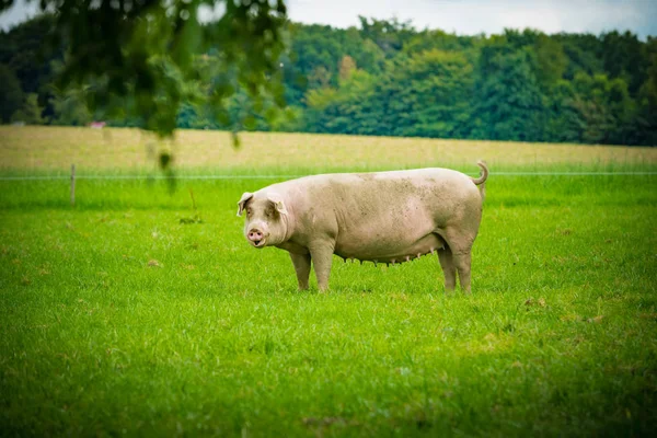 Porcos no campo. Porco saudável no prado — Fotografia de Stock