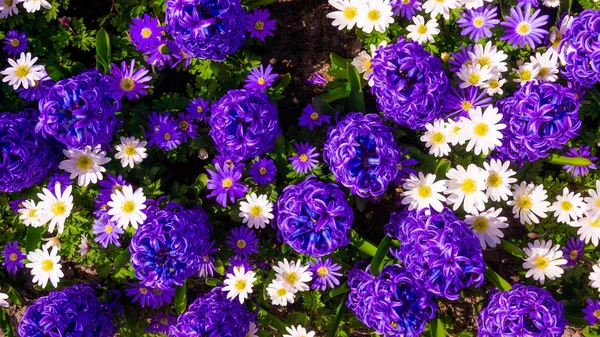 Hyacinth purple with Daisy flower in garden — Stock Photo, Image