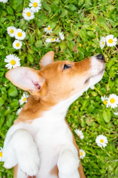 Jack Russel Terrier hond buiten in de natuur op gras weide o — Stockfoto