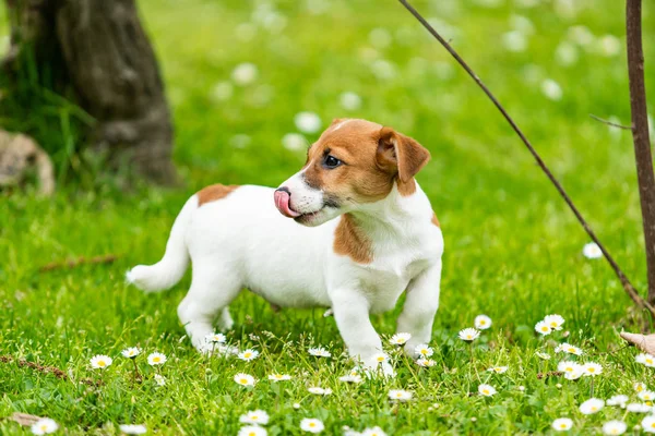 Jack Russell hund på gräs äng — Stockfoto