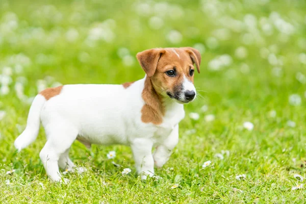 草の草原のジャックラッセル犬 — ストック写真