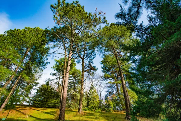 Orman ağaçları. ahşap doğa yeşil