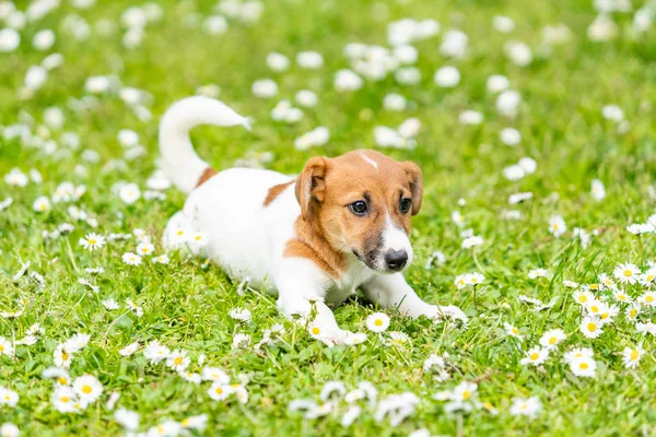 çayır üzerinde Jack Russel