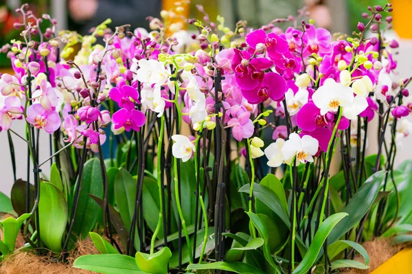 Bahçedeki orkide çiçeği