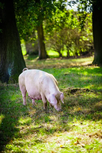 Cerdo come hierba en un prado — Foto de Stock