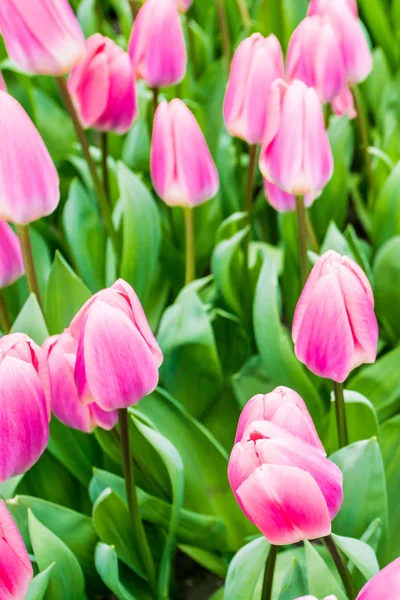 Barevné tulipány na jaře na zahradě — Stock fotografie