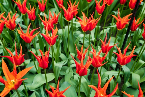 Kleurrijke tulpen in het voorjaar in de tuin — Stockfoto