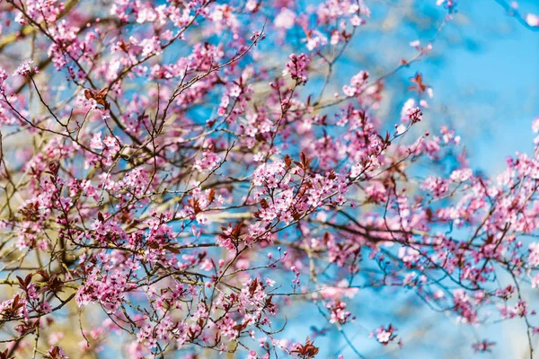 Kvetoucí třešeň sakura v jarním období po modré obloze — Stock fotografie