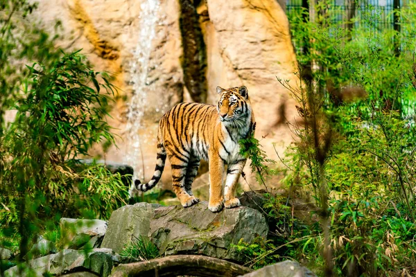 Tiger in der Natur — Stockfoto