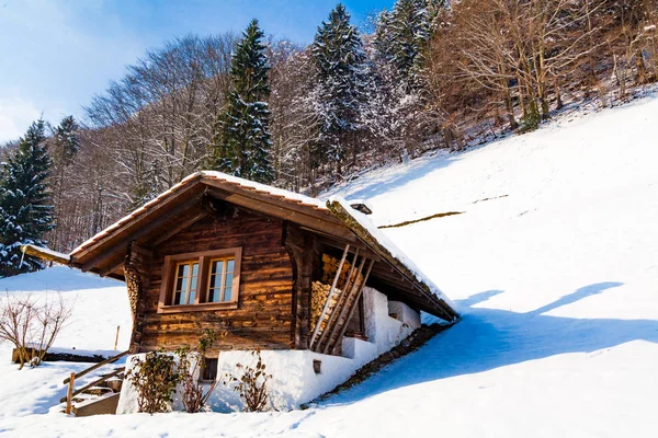 Kış manzarası. kaplı ağaçlar kar