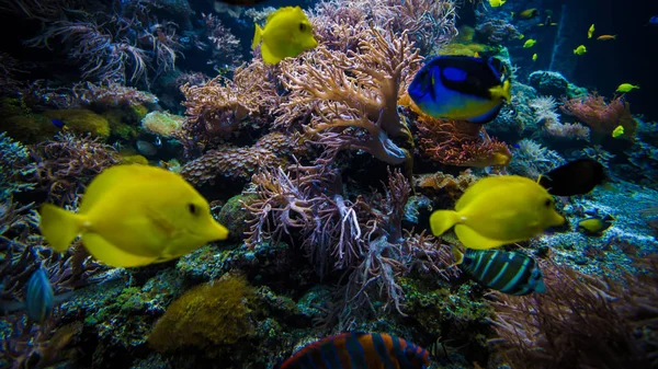 Paisagem recife de coral subaquático com peixes coloridos — Fotografia de Stock