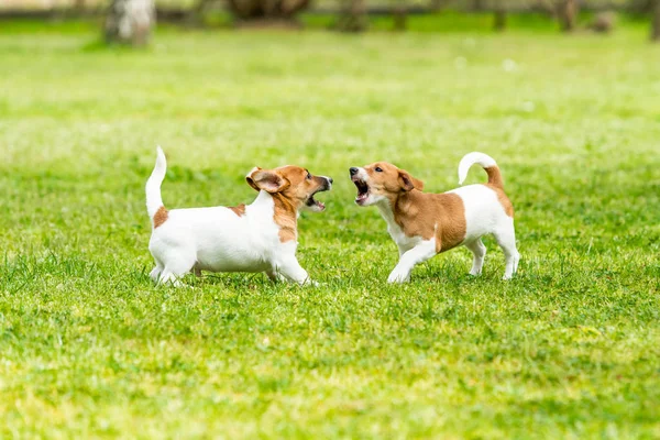 Dos Jack Russell terriers jugando. Dos maravillosos jack russell pu — Foto de Stock