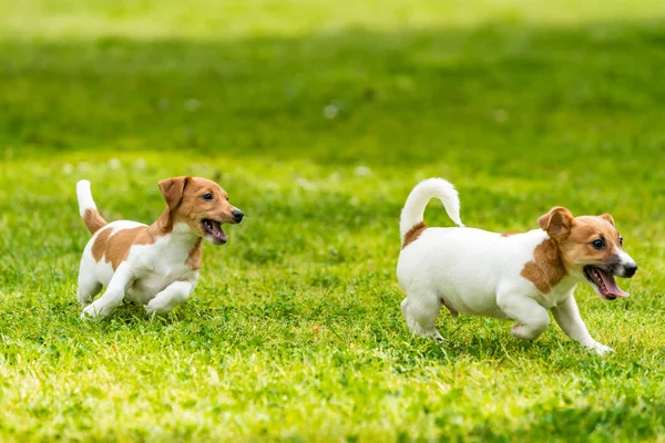İki Jack Russell teriyeri oynuyor. İki harika jack russell pu