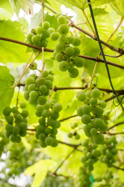 Groene druiven op zomer wijnstok — Stockfoto