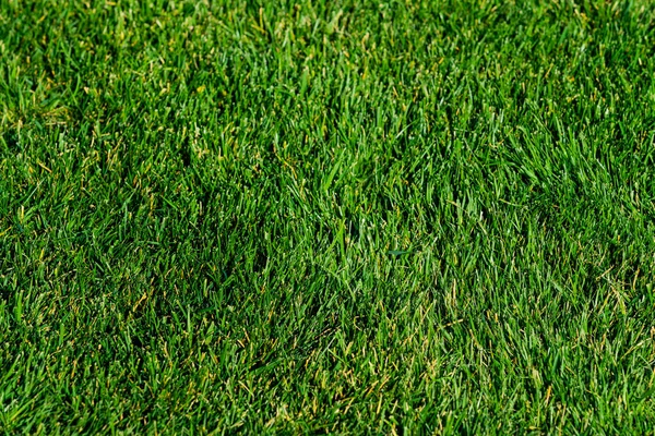 Фон зеленой травы. Зеленая текстура травы — стоковое фото