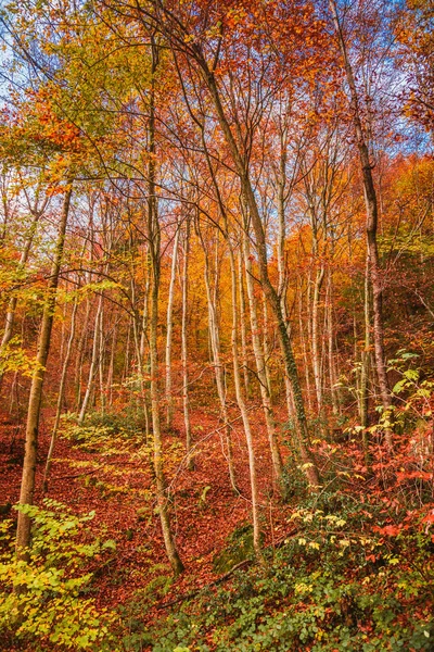 Hermoso otoño. Escena de otoño dorado — Foto de Stock