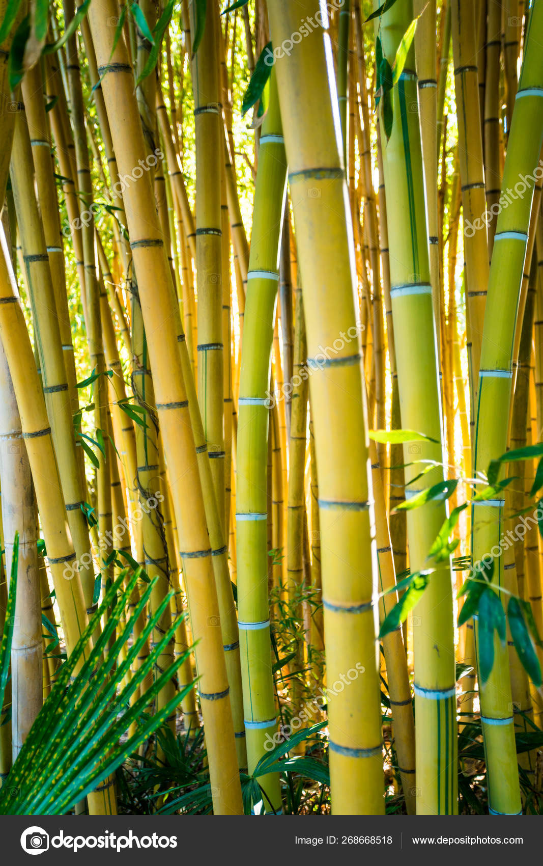 Bamboo forest. nature background . bamboo plant Stock Photo by