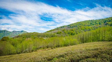 Tepeler arasında vadide çay tarlaları