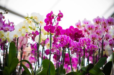 güzel Phalaenopsis orkide çiçekleri. güzel çiçekler