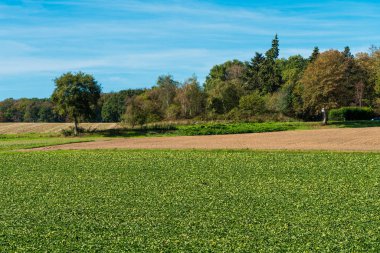 kırsal manzara. alan ve çim
