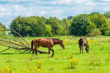 bir alanda otlayan atlar