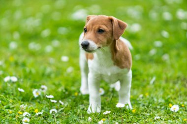 çim çayır üzerinde Jack Russell köpek