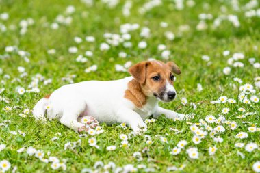 çim çayır üzerinde Jack Russell köpek