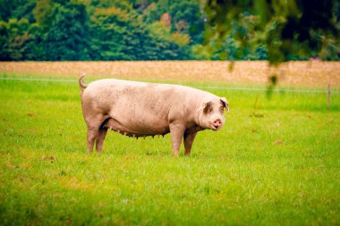 bir çim çim üzerinde domuz ayakta. 