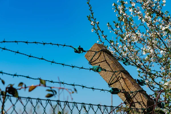 Ostnatý drát s modrou oblohou — Stock fotografie