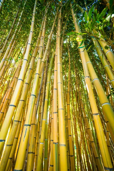 竹芽森林。竹厂 — 图库照片