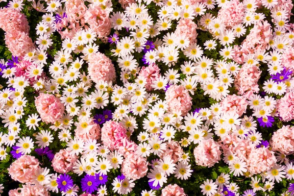 Beautiful flowers as background — Stock Photo, Image