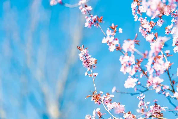 美丽的樱花樱花 — 图库照片