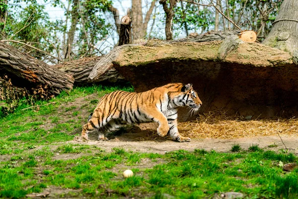 Hermoso tigre en el zoológico. tigre en el natur — Foto de Stock