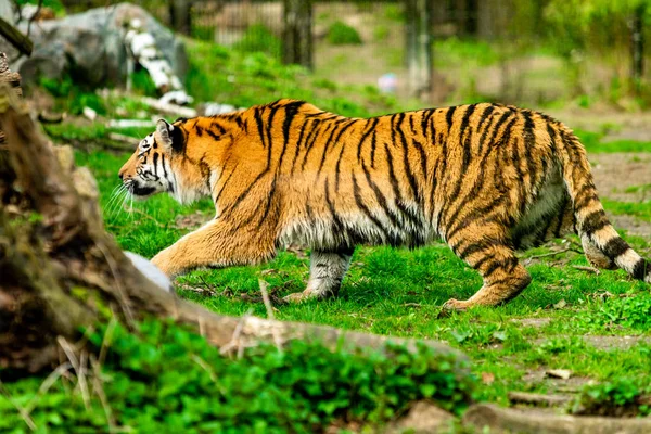 Schöner Tiger im Zoo. Tiger in der Natur — Stockfoto