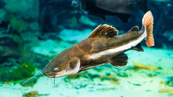 水族馆里的鲶鱼 — 图库照片