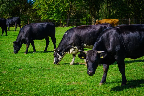 Mucche su un campo verde — Foto Stock