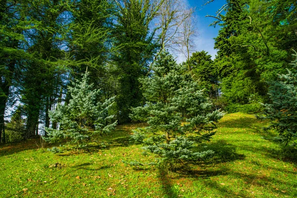 Vacker skog med olika träd — Stockfoto