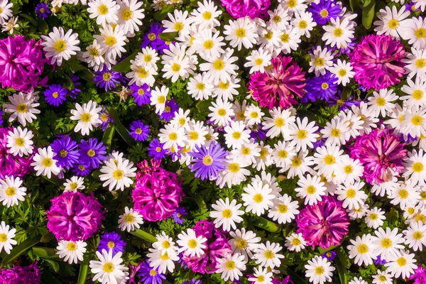 Different flowers. Floral decorated wall background — Stock Photo, Image