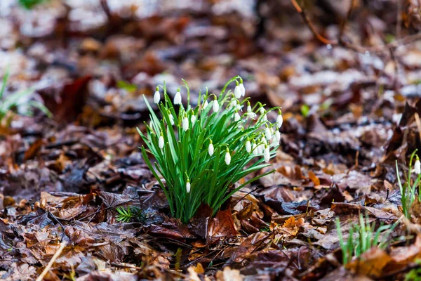 Group of snowdrop flowers growing in snow — Stock Photo, Image