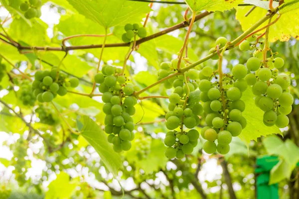A fa a kertben, a napfény szőlő — Stock Fotó
