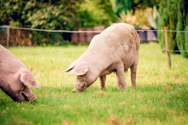 Varkens in het veld. Gezond varken op weide — Stockfoto