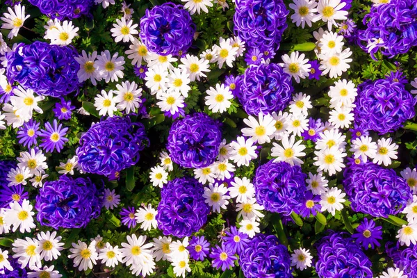 庭にデイジーの花と紫のヒヤシンス — ストック写真