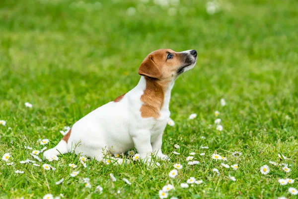 Jack Russel na łące — Zdjęcie stockowe