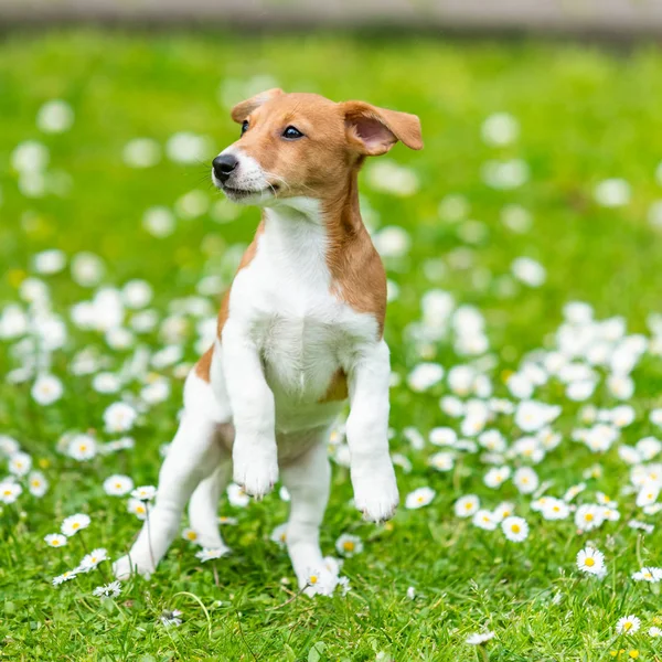 Jack Russel Terrier dog outdoors in the nature on grass meadow o — Stock Photo, Image