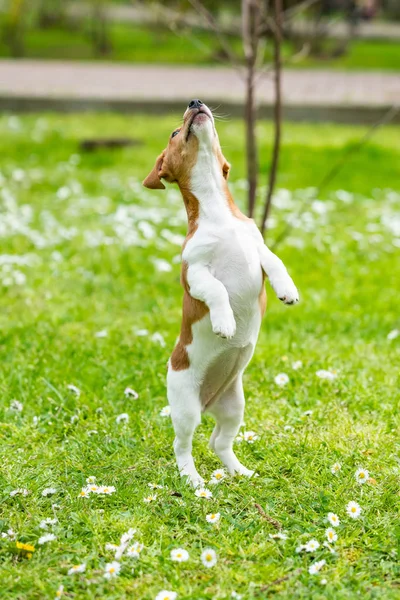Jack Russel Terrier köpek çim çayır o doğada açık havada — Stok fotoğraf